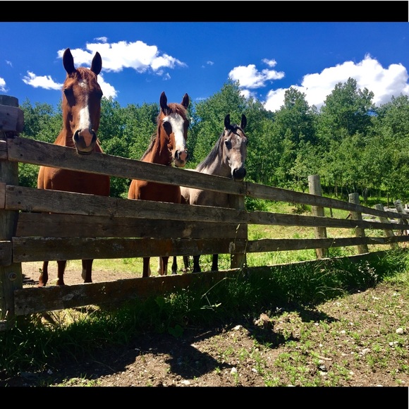 Meet your Posher, Krystal - Picture 2 of 2